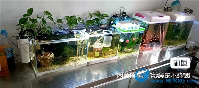 孔雀魚(yú) 觀背青鳉 