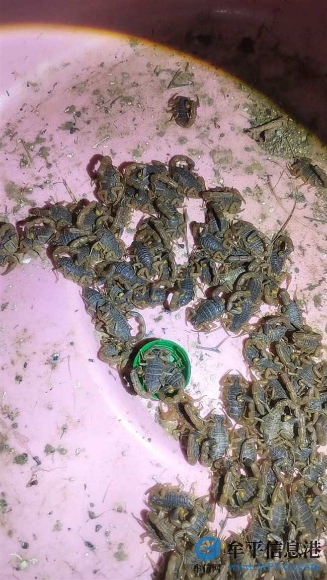 個(gè)人愛好，上山捉的蝎子，現(xiàn)有意出售